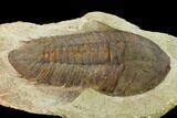 Rare, Homalonotid (Iberocoryphe?) Trilobite - Agdez, Morocco #171536-2